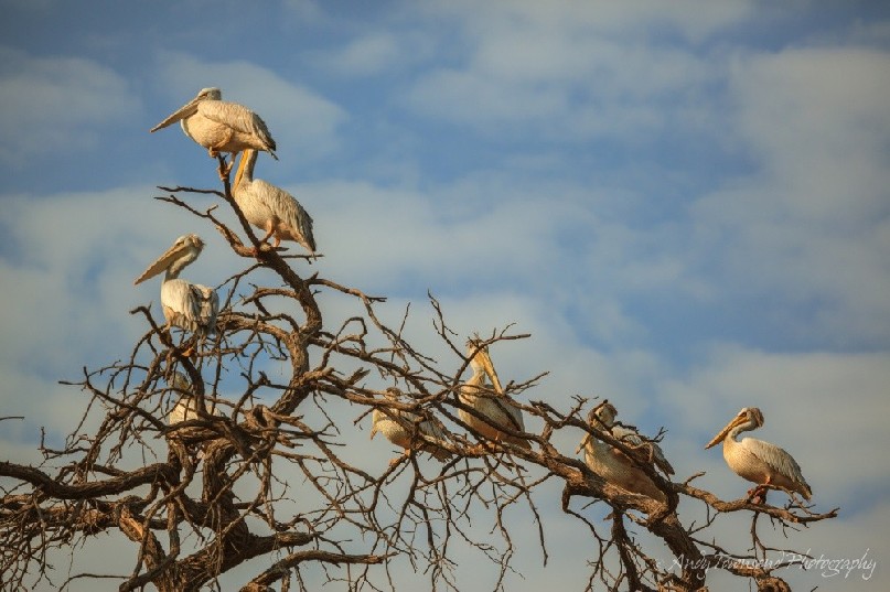 Pink-backed pelicans(Pelecanus rufescens) resting in tree.