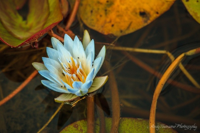 An open water lily flower surrounded by pads.