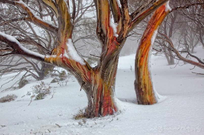 Soft rain accentuates the colours in these snow gum (Eucalyptus pauciflora) trunks, Kosciuszko National Park, Australia.