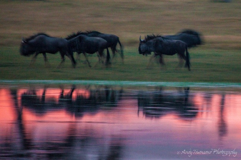 Last light refecting blue wildebeest (Connochaetes taurinus) as they run along the edge of a water hole.
