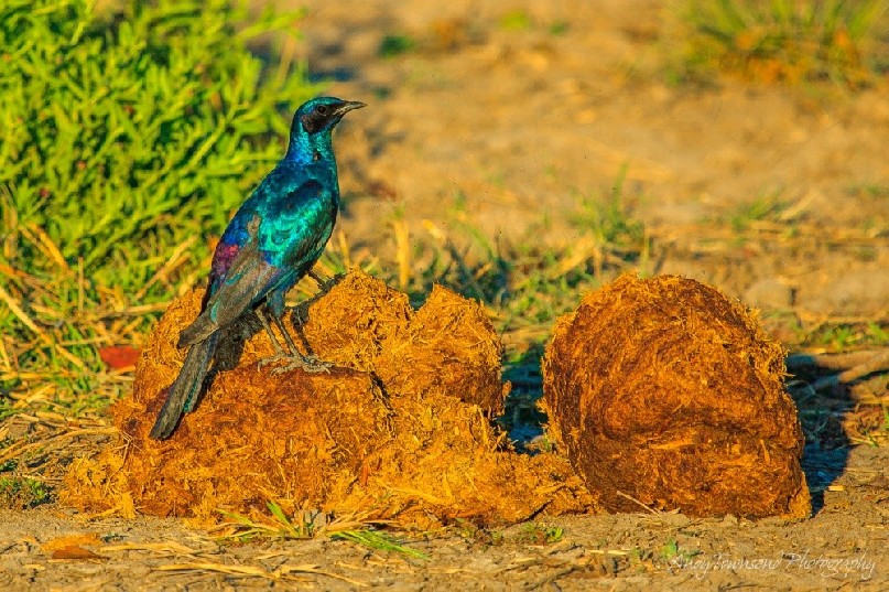A Burchell's starling  (Lamprotornis australis) on elephant dung.