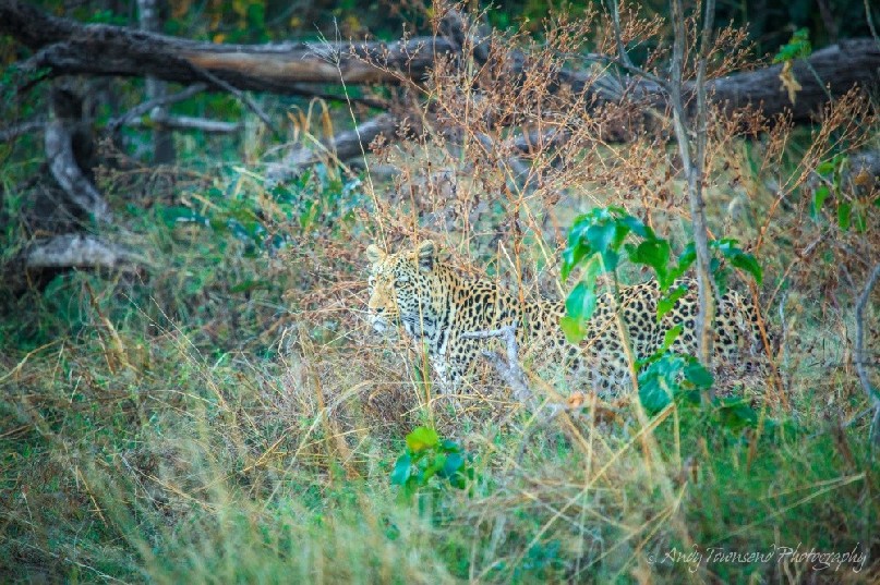 A leopard (Panthera pardus) well hidden.