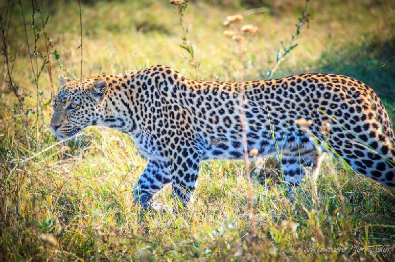 Leopard (Panthera pardus) moving through grass.