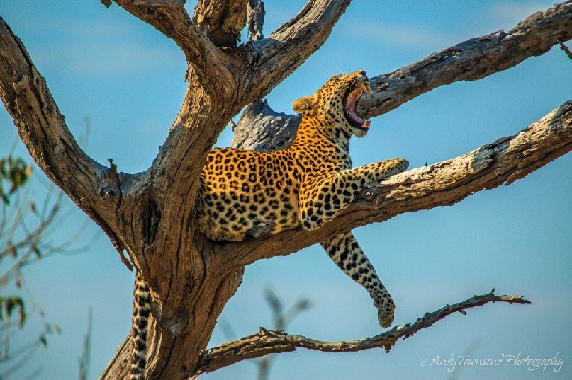 A leopard (Panthera pardus)  yawns lying in a tree.