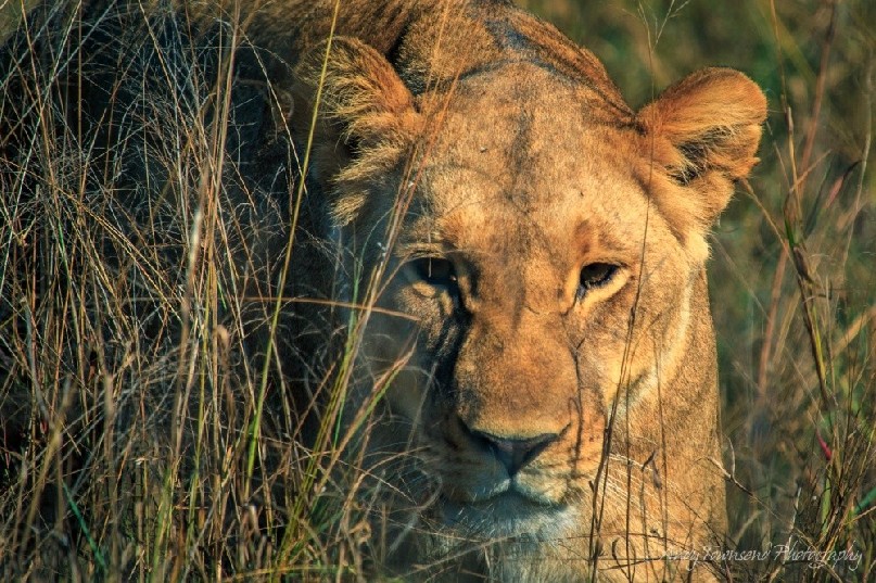 A lioness (Panthera leo) moves through the grass.