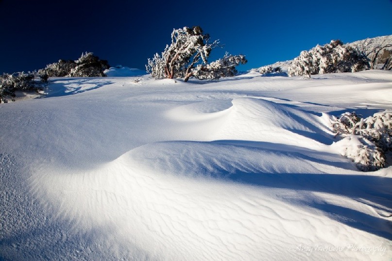 Driving winds shifts snow creating sculpted pillowed forms.