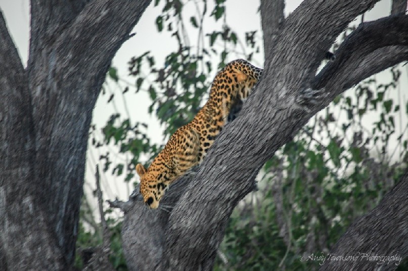 A leopard (Panthera pardus) move down a tree.