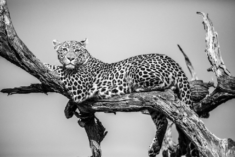 A black and white photograph showing a Leopard (Panthera pardus) lying in tree.