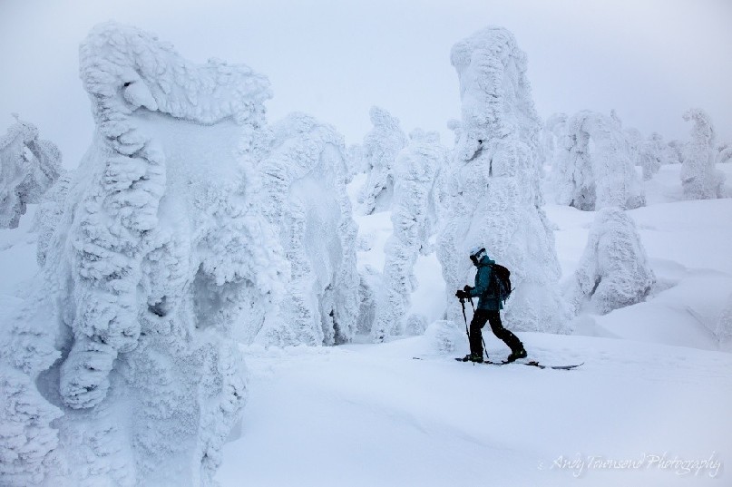 A skier moves through rime-encrusted 'snow monster' trees (Maries’ fir -Abies mariesii) called Juhyo.