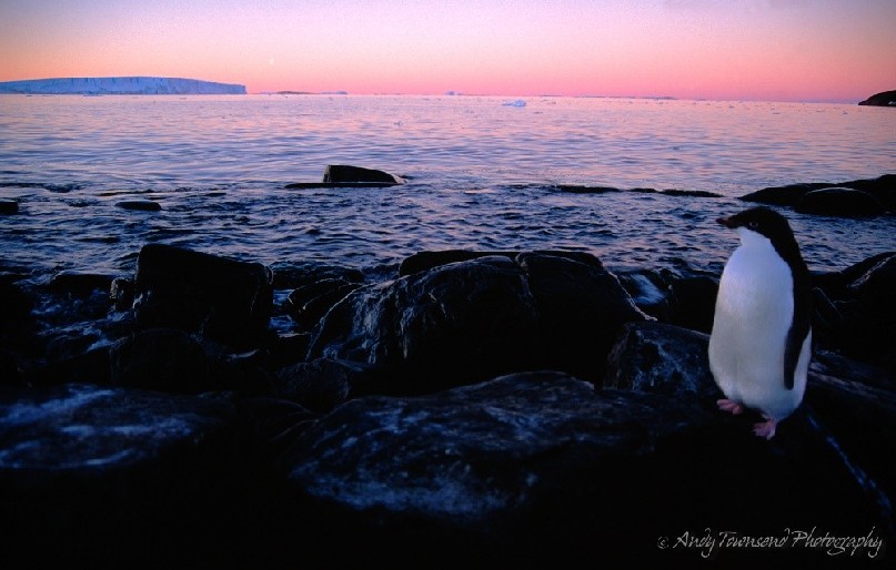 A fledgling Adelie penguin (Pygoscelis adeliae) sits by the rocky shore of Bechevaise Island, Antarctica as the sun sets over a grounded iceberg.