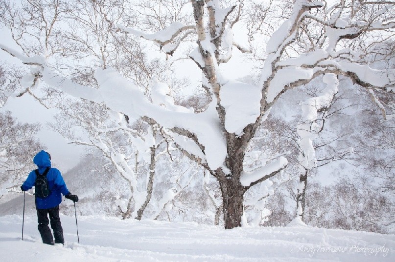 A skier contemplates snow balancing in the trunks of trees