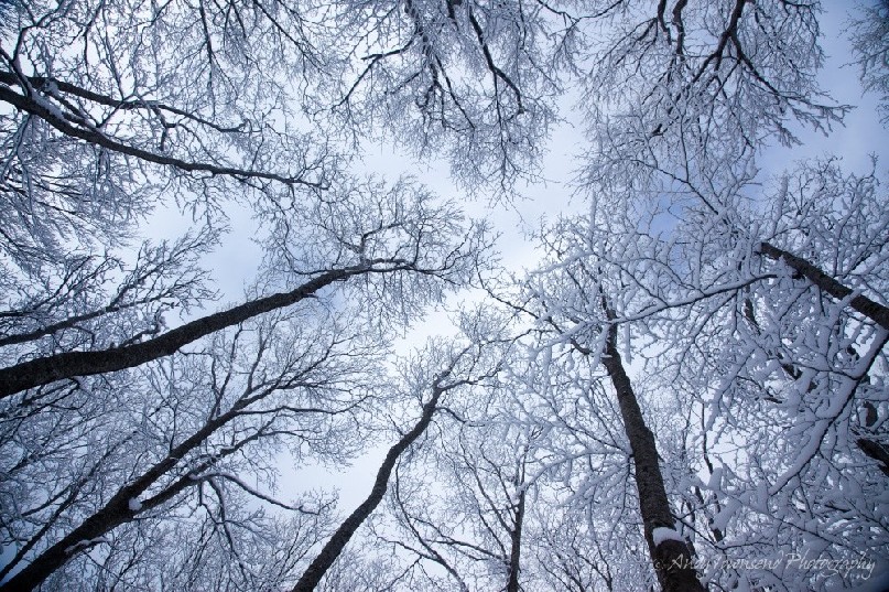 Looking up into the beech (Fagus crenata) forest canopy, the stark black trunks contrast against the snow-encrusted tree tops and sky beyond.