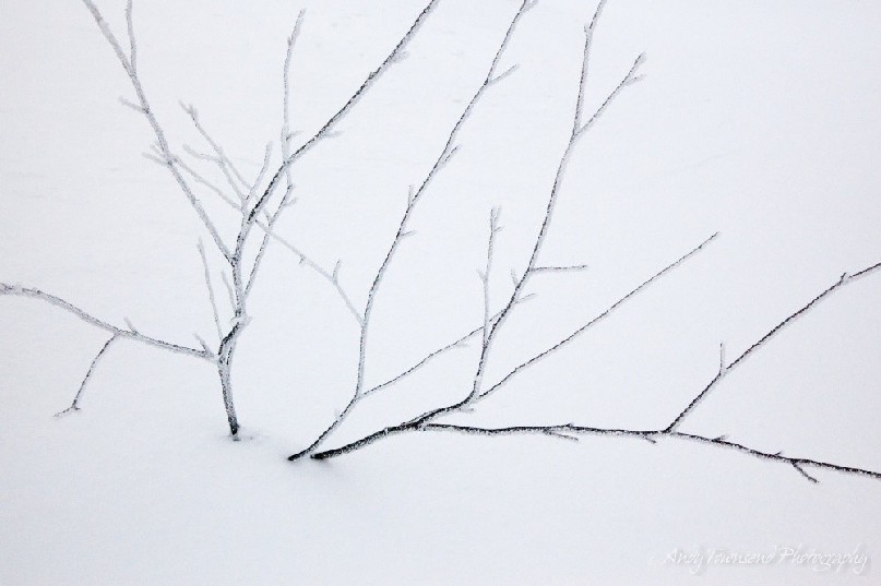 A small snow-encrusted tree sits in a background of white.