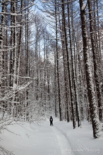 A skier makes their way along a narrow tree-lined path