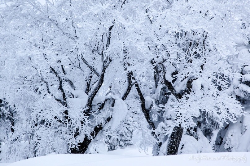 Two trees with twin black trunks show in stark contrast to the snow-encrusted branches