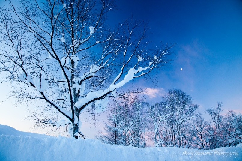 Pillows of snow encrust the branches of trees in the pre dawn light of winter